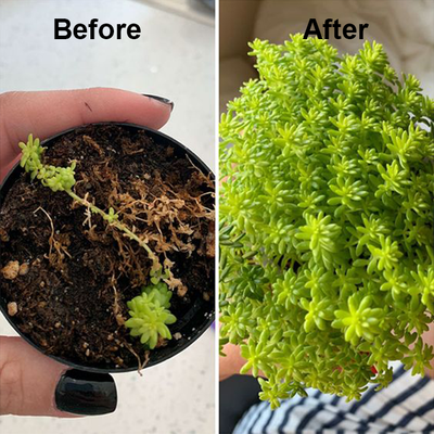 1+1 Gratis | Pflanzenwachstums-Elixier | Organischer Turbo-Dünger mit Enzymen & Mineralien für starkes Wurzel- & Blattwachstum