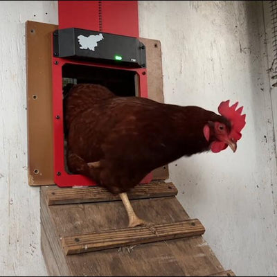 Lukentür™ Hühner sicher halten