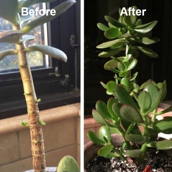 1+1 Gratis | Pflanzenwachstums-Elixier | Organischer Turbo-Dünger mit Enzymen & Mineralien für starkes Wurzel- & Blattwachstum