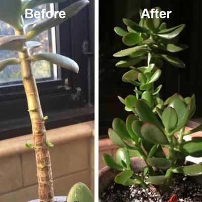 1+1 Gratis | Pflanzenwachstums-Elixier | Organischer Turbo-Dünger mit Enzymen & Mineralien für starkes Wurzel- & Blattwachstum