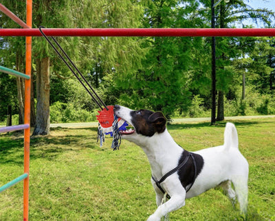 HundeSchlepper™ Unendlicher Spielspaß