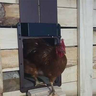 Lukentür™ Hühner sicher halten