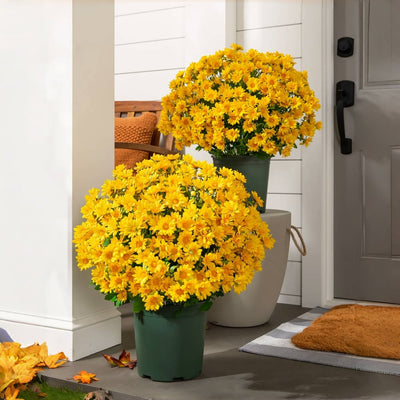 Künstliche Chrysanthemen | UV-beständig | Herbst-Deko für draußen | Naturgetreues Seidenmischgewebe