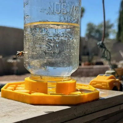 BienenQuelle™ Bienenfreundliche Wasserquelle